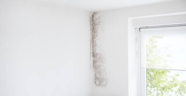 Best Water Damage & Mold Remediation  in Lakeville, MN