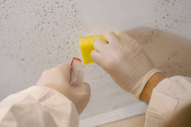 Best Mold Remediation for Healthcare Facilities  in Lakeville, MN